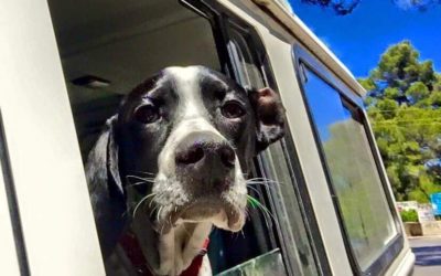 Dog allowed on a camper trip