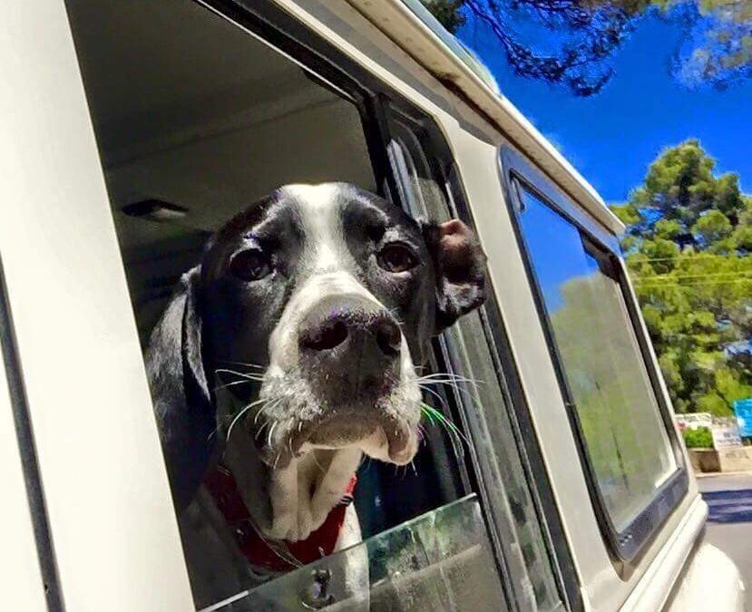 Dog allowed on a camper trip